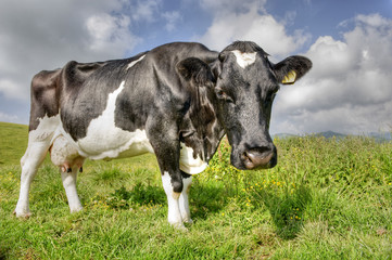Obraz na płótnie Canvas Portrait of a curious cow in the Alps.
