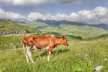 Fototapeta na wymiar Portrait of a cow in the Alps.