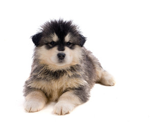 chiot malamute sur fond blanc