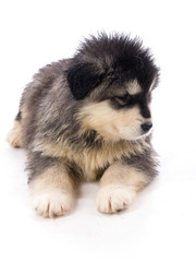 chiot malamute sur fond blanc