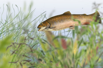 Fische 111