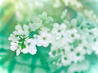Soft focus on cherry  flowering - blooming