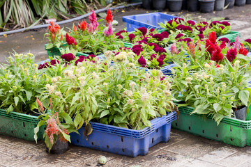 Flowers for sale at Bangkok, Thailand