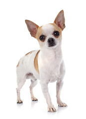 young chihuahua