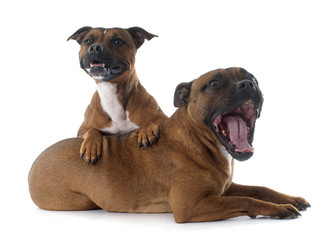 Obraz premium Staffordshire bull terriers
