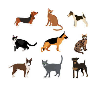 Cats and dogs vector illustration