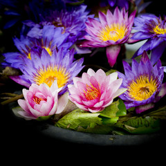Lotus multicolored. Many colorful lotus flowers in earthen basin