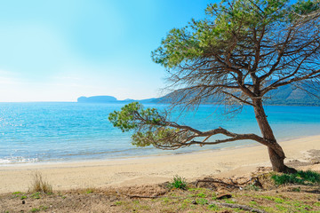 Fototapeta na wymiar pine tree by the sea in Mugoni beach