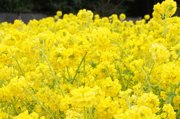 菜の花