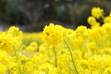 菜の花