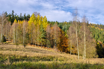 Edge of forest during the autumn
