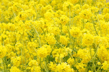 菜の花