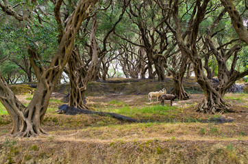 Sheeps in olive grove on Corfu island, Greece