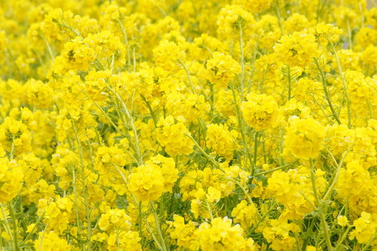 菜の花