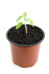Young seedling of cherry tomato in pot over white