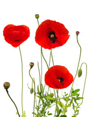 red poppy