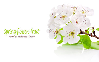 Spring flowers of fruit trees isolated on white background