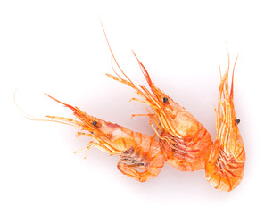 shrimp