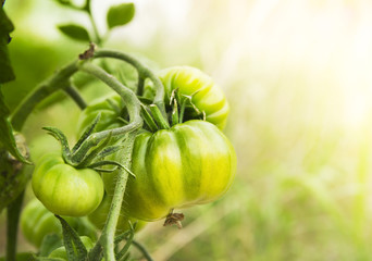 not ripe tomatoes in garden