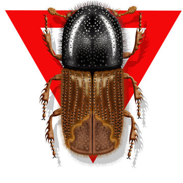 bark beetle, ips typographus