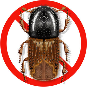 bark beetle, ips typographus