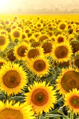 Fototapete Sonnenblume Sonnenblumenfeld bei Sonnenuntergang