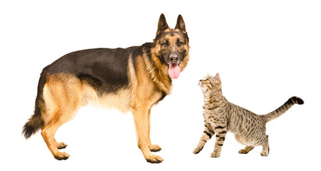 German Shepherd dog and cat Scottish Straight standing together