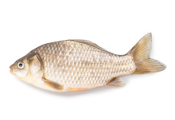 carp fish