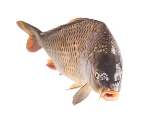 carp fish