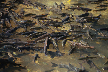 Soro brook carp waterfall fish.