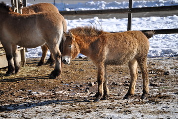 Mongolisches Wildpferd Fohlen