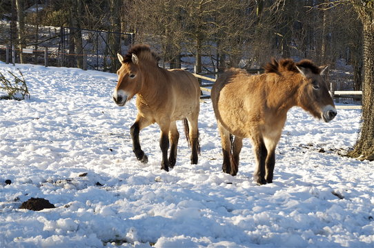 Zwei mongolische Wildpferde im Winter