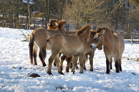 Mongolische Herde Urwildpferde