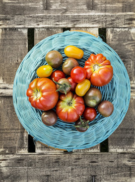 different varieties  tomatoes on blue basket