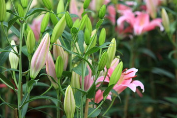 lily flowers 
