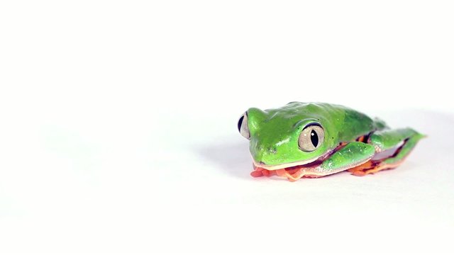 Tiger-striped Leaf Frog (Phyllomedusa tomopterna)