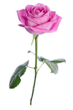 beautiful single pink rose on a white background. vertical posit