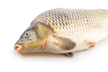 carp fish