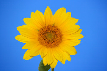 Obraz premium sonnenblume