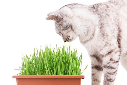 green grass cat