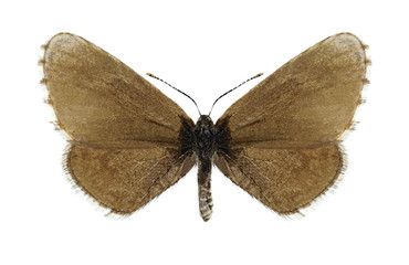 Butterfly Praephilotes anthracias