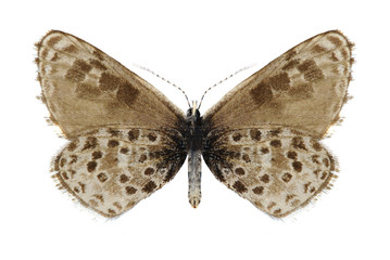 Fototapeta na wymiar Butterfly Praephilotes anthracias (underside)
