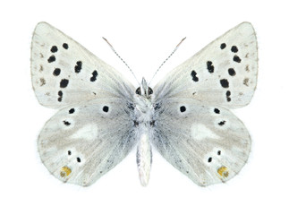 Obraz na płótnie Canvas Butterfly Plebejus pyrenaica ergane (male) (underside)