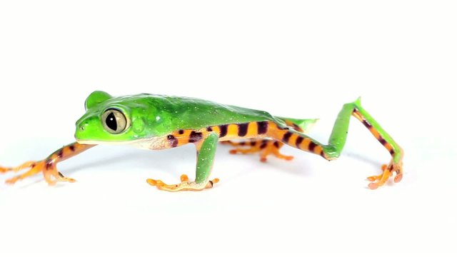 Tiger-striped Leaf Frog (Phyllomedusa tomopterna)