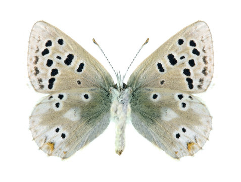 Butterfly Plebejus pyrenaica ergane (female) (underside)
