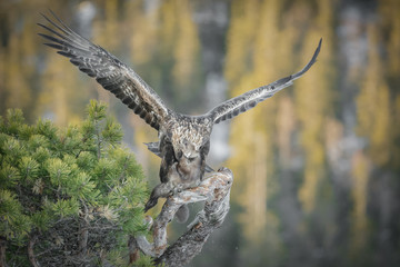 Golden Eagle