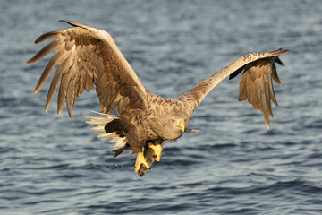 Eagle with catch