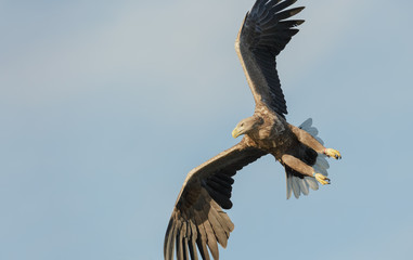 Hunting Sea Eagle
