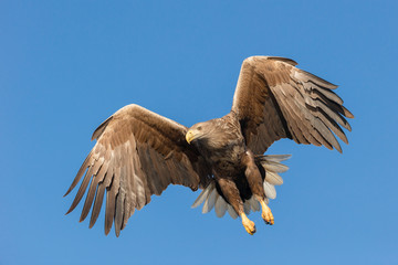 Hunting Sea Eagle