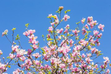 Obraz na płótnie Canvas Magnolia blooms in spring